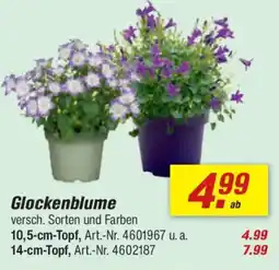 toom Baumarkt Glockenblume Angebot