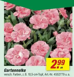 toom Baumarkt Gartennelke Angebot