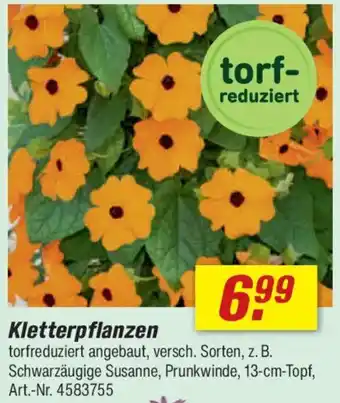 toom Baumarkt Kletterpflanzen Angebot