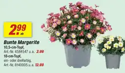 toom Baumarkt Bunte Margerite Angebot