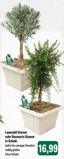 Feneberg Lavendel Stamm oder Rosmarin Stamm in Schale Angebot