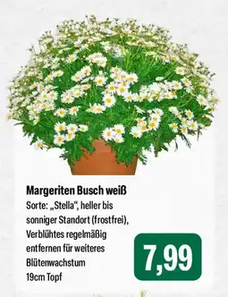 Feneberg Margeriten Busch weiß Angebot