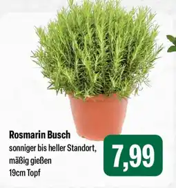 Feneberg Rosmarin Busch Angebot