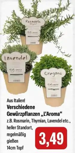 Feneberg Verschiedene Gewürzpflanzen,,L'Aroma" Angebot