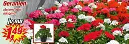 Posten Börse Geranien stehend oder hängend Angebot