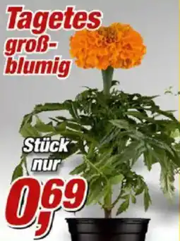 Posten Börse Tagetes großblumig Angebot