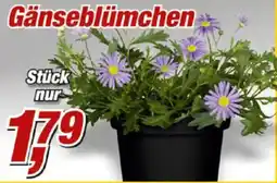 Posten Börse Gänseblümchen Angebot