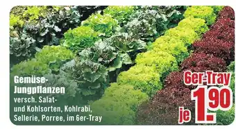 B1 Discount Baumarkt Gemüse Jungpflanzen Angebot