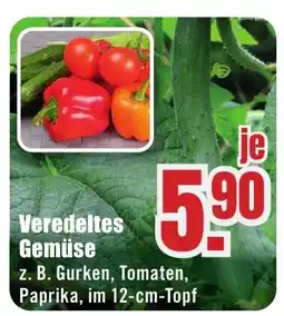 B1 Discount Baumarkt Veredeltes Gemüse Angebot
