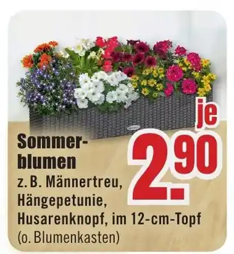 B1 Discount Baumarkt Sommerblumen Angebot