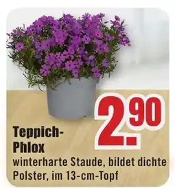 B1 Discount Baumarkt Teppich Phlox Angebot