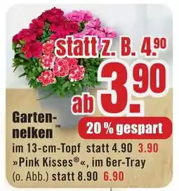 B1 Discount Baumarkt Gartennelken Angebot