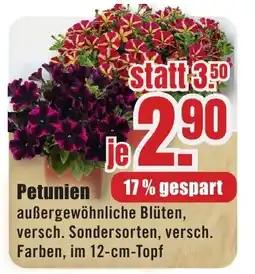 B1 Discount Baumarkt Petunien Angebot