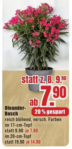 B1 Discount Baumarkt Oleander Busch Angebot
