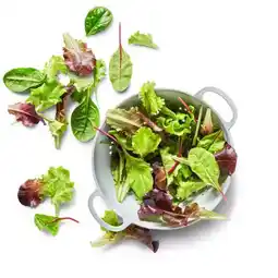 Kaufland Pflücksalat Angebot