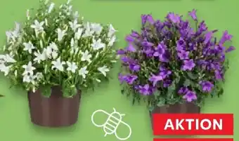 Kaufland Glockenblume Angebot