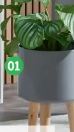 SCONTO Übertöpf Angebot