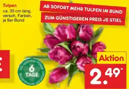 Netto Marken-Discount Tulpen Angebot