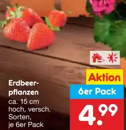 Netto Marken-Discount Erdbeerpflanzen Angebot