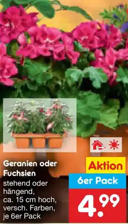 Netto Marken-Discount Geranien oder Fuchsien Angebot