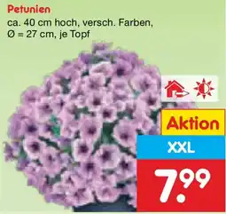 Netto Marken-Discount Petunien Angebot
