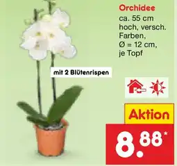 Netto Marken-Discount Orchidee Angebot