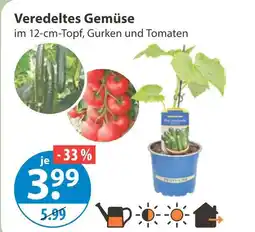 V Markt Veredeltes gemüse gurken Angebot
