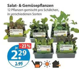 V Markt Salat- & gemüsepflanzen Angebot