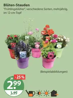 V Markt Blüten-stauden Angebot
