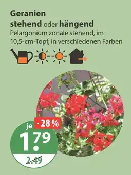 V Markt Geranien stehend Angebot