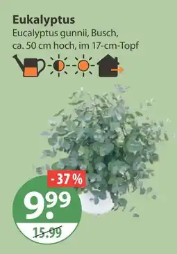 V Markt Eukalyptus Angebot