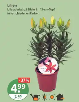 V Markt Lilien Angebot