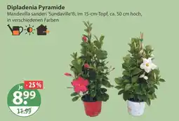 V Markt Dipladenia pyramide Angebot