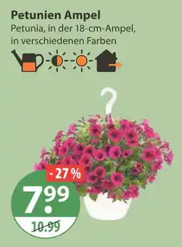 V Markt Petunien ampel Angebot