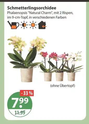 V Markt Schmetterlingsorchidee phalaenopsis 'natural charm' Angebot