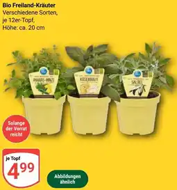 Globus Bio Freiland-Kräuter Angebot