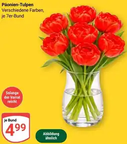 Globus Päonien-Tulpen Angebot