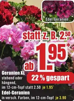 B1 Discount Baumarkt Geranien XL Angebot