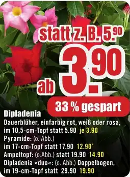 B1 Discount Baumarkt Dipladenia Angebot