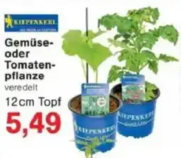 Jawoll KIEPENKERL Gemüse oder Tomatenpflanze Angebot