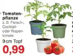 Jawoll Tomatenpflanze Angebot