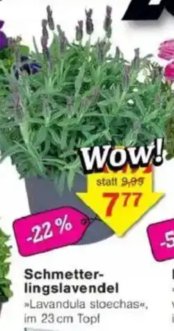 Jawoll Schmetterlingslavendel Angebot