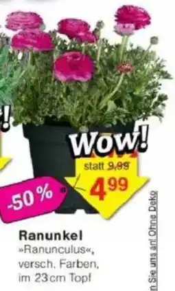 Jawoll Ranunkel Angebot