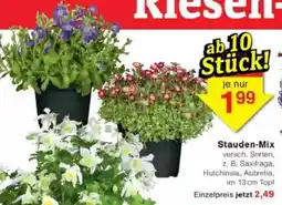 Jawoll Stauden-Mix Angebot