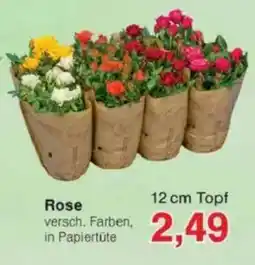 Jawoll Rose Angebot