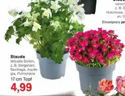 Jawoll Stauden Angebot