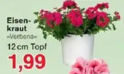 Jawoll Eisenkraut Angebot
