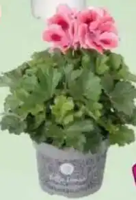 Jawoll Französische Geranie Angebot