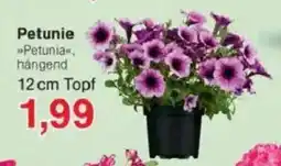 Jawoll Petunie Angebot