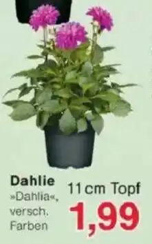 Jawoll Dahlie Angebot